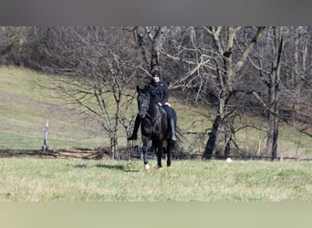Draft Horse Mix, Gelding, 9 years, 16 hh, Black