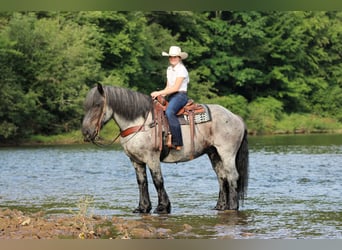 Draft Horse Mix, Gelding, 9 years, 16 hh, Roan-Blue
