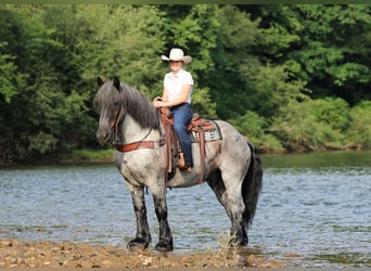 Draft Horse Mix, Gelding, 9 years, 16 hh, Roan-Blue
