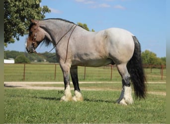 Draft Horse, Gelding, 9 years, 17.1 hh, Roan-Bay