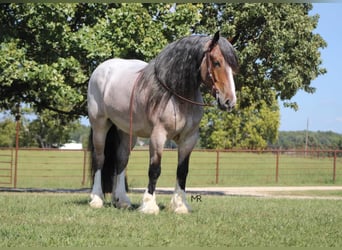 Draft Horse, Gelding, 9 years, 17.1 hh, Roan-Bay