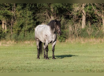 Draft Horse Mix, Gelding, 9 years, 17 hh, Roan-Blue