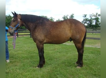 Draft Horse, Gelding, 9 years, 17,1 hh, Bay
