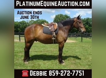 Draft Horse, Gelding, 9 years, 17,1 hh, Bay