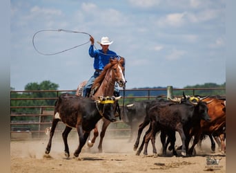 Draft Horse Mix, Gelding, 9 years, Roan-Red