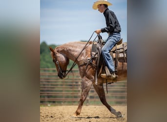 Draft Horse Mix, Gelding, 9 years, Roan-Red