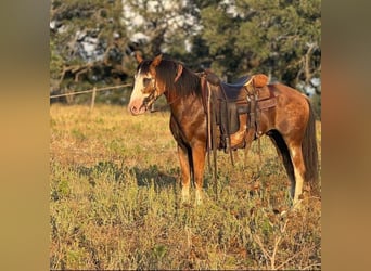 Draft Horse, Gelding, 9 years, Sabino