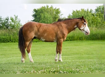 Draft Horse, Gelding, 9 years, Sabino