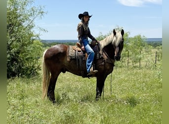 Draft Horse Mix, Gelding, 9 years