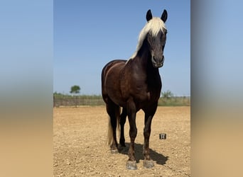 Draft Horse Mix, Gelding, 9 years