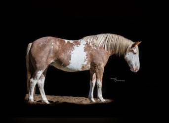 Draft Horse Mix, Giumenta, 10 Anni, 163 cm, Sabino