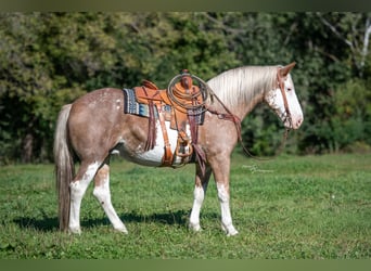 Draft Horse Mix, Giumenta, 10 Anni, 163 cm, Sabino