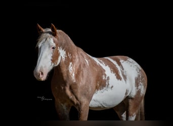 Draft Horse Mix, Giumenta, 10 Anni, 163 cm, Sabino