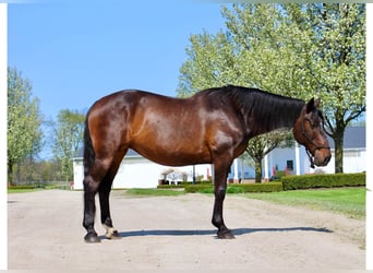 Draft Horse, Giumenta, 10 Anni, 165 cm, Baio ciliegia