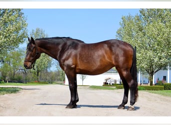 Draft Horse, Giumenta, 10 Anni, 165 cm, Baio ciliegia