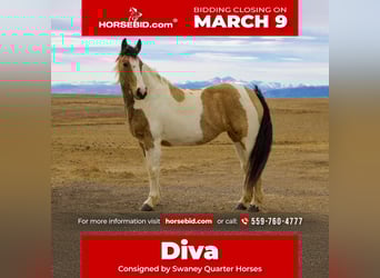 Draft Horse Mix, Giumenta, 10 Anni, 165 cm, Pezzato