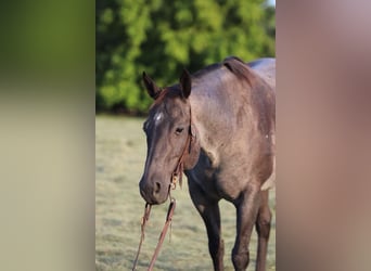 Draft Horse, Giumenta, 10 Anni, Roano blu
