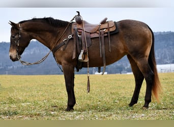 Draft Horse Mix, Giumenta, 11 Anni, 160 cm, Baio ciliegia