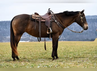 Draft Horse Mix, Giumenta, 11 Anni, 160 cm, Baio ciliegia