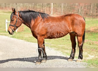 Draft Horse, Giumenta, 11 Anni, 163 cm, Baio ciliegia