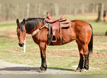 Draft Horse, Giumenta, 11 Anni, 163 cm, Baio ciliegia