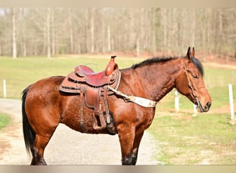 Draft Horse, Giumenta, 11 Anni, 163 cm, Baio ciliegia