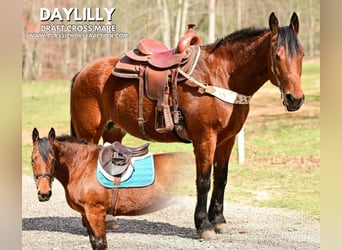 Draft Horse, Giumenta, 11 Anni, 163 cm, Baio ciliegia