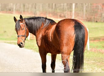 Draft Horse, Giumenta, 11 Anni, 163 cm, Baio ciliegia