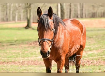 Draft Horse, Giumenta, 11 Anni, 163 cm, Baio ciliegia