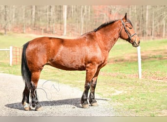 Draft Horse, Giumenta, 11 Anni, 163 cm, Baio ciliegia