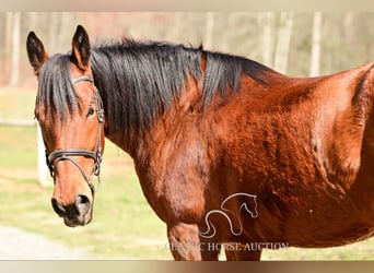 Draft Horse, Giumenta, 11 Anni, 163 cm, Baio ciliegia