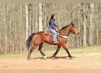 Draft Horse, Giumenta, 11 Anni, 163 cm, Baio ciliegia