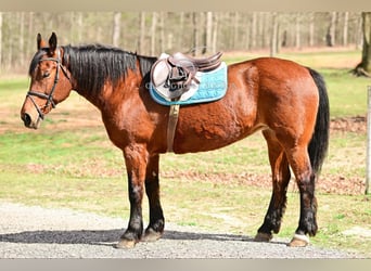 Draft Horse, Giumenta, 11 Anni, 163 cm, Baio ciliegia