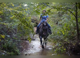 Draft Horse, Giumenta, 12 Anni, Baio roano