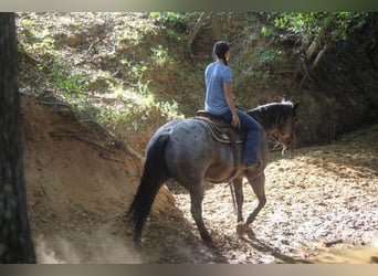 Draft Horse, Giumenta, 12 Anni, Baio roano