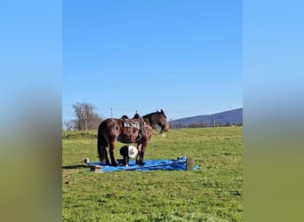 Draft Horse Mix, Giumenta, 13 Anni, 155 cm, Baio scuro