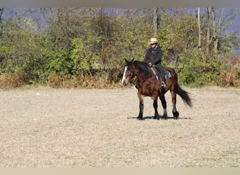 Draft Horse Mix, Giumenta, 13 Anni, 155 cm, Baio scuro