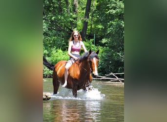 Draft Horse, Giumenta, 13 Anni, 168 cm, Baio ciliegia