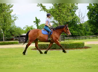 Draft Horse, Giumenta, 13 Anni, 168 cm, Baio ciliegia
