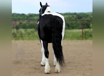Draft Horse, Giumenta, 14 Anni, 170 cm, Tobiano-tutti i colori