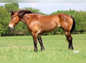 Draft Horse, Giumenta, 15 Anni, 168 cm, Baio ciliegia