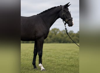 Draft Horse, Giumenta, 2 Anni, 167 cm, Morello