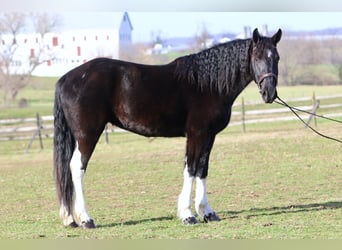 Draft Horse Mix, Giumenta, 3 Anni, 155 cm, Pezzato