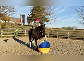 Draft Horse Mix, Giumenta, 3 Anni, 155 cm, Pezzato