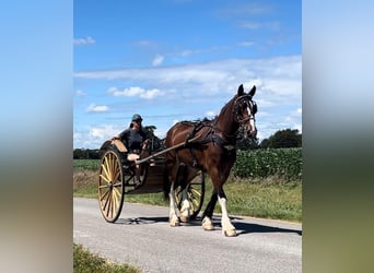 Draft Horse, Giumenta, 3 Anni, 163 cm, Baio ciliegia