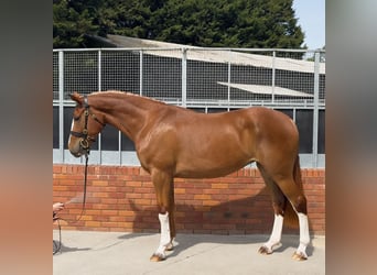 Draft Horse, Giumenta, 3 Anni, 172 cm, Sauro scuro