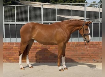 Draft Horse, Giumenta, 3 Anni, 172 cm, Sauro scuro