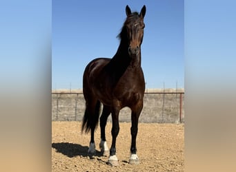Draft Horse, Giumenta, 3 Anni, 173 cm, Baio ciliegia