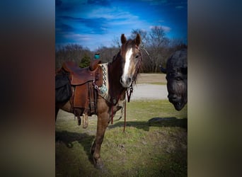 Draft Horse, Giumenta, 3 Anni, Grigio