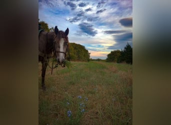 Draft Horse, Giumenta, 3 Anni, Grigio